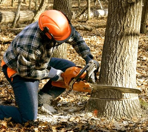 Tree Removal in Kirwin, KS
